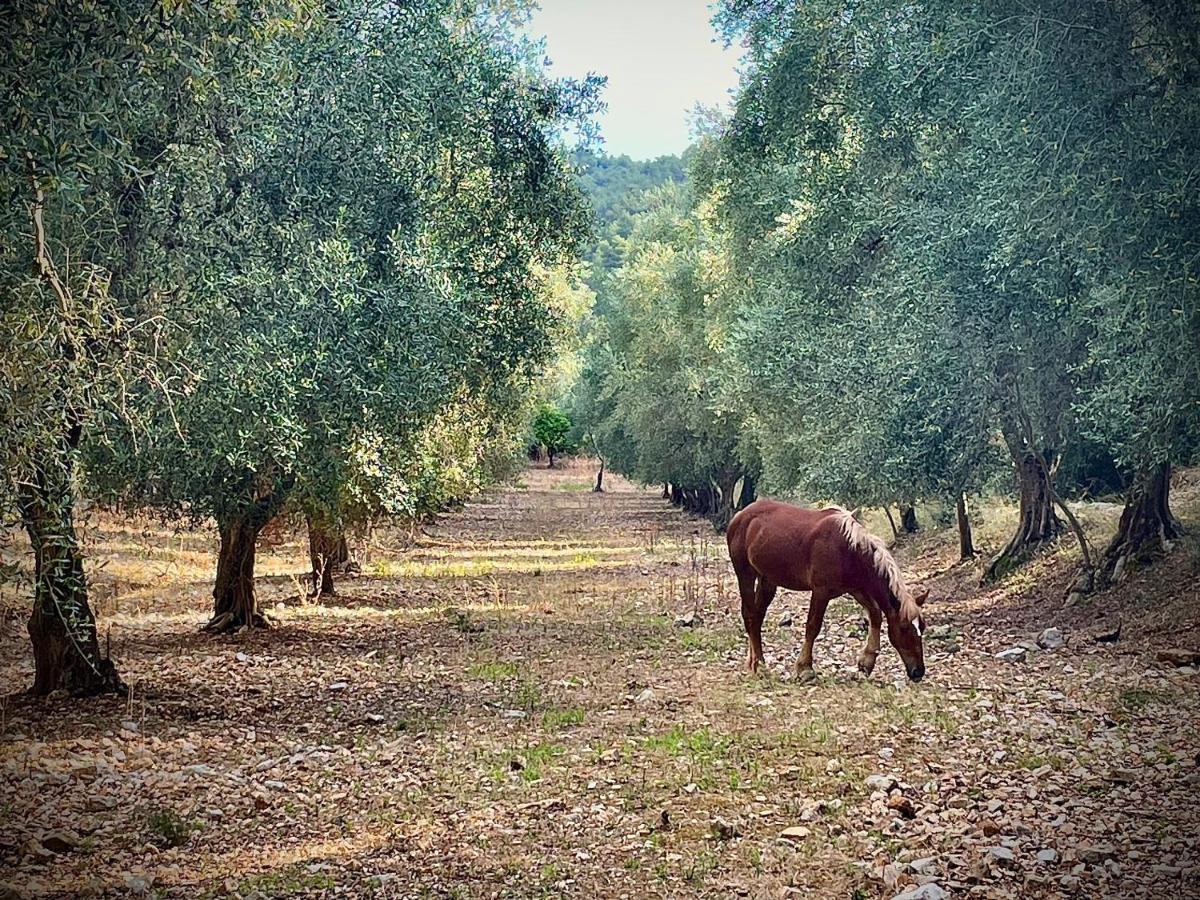 Novecento Country House Vieste Bagian luar foto